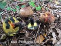 Cyanoboletus pulverulentus-amf339